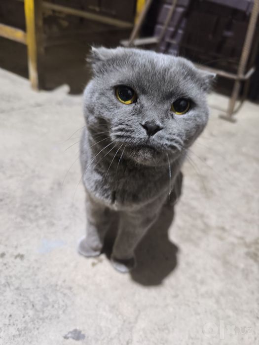 Продается Шотландская Scottish Fold