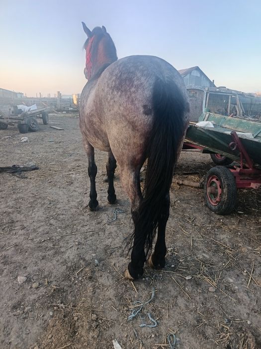 Vând o iapă de 6 ani cuminte curată merge cum vrei probezi la fața loc