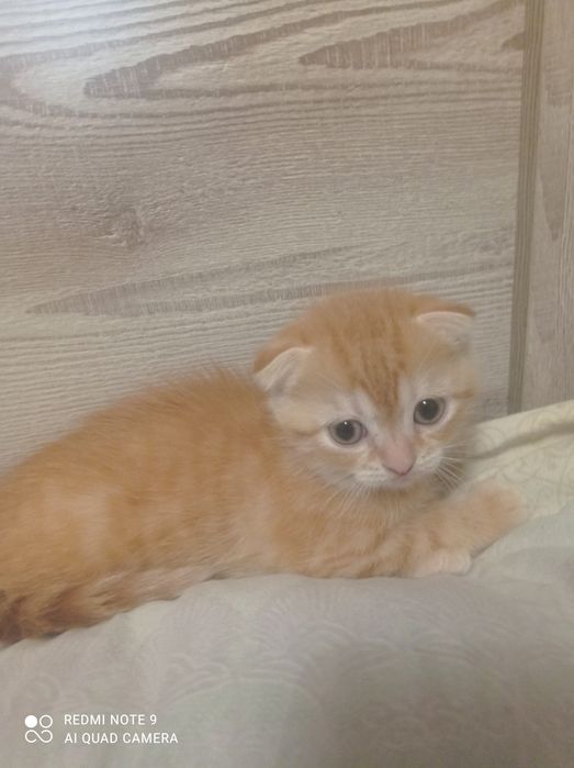 Продам котят шотландская вислоухая.