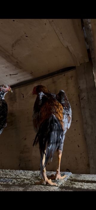 Шамо шөже сатылады