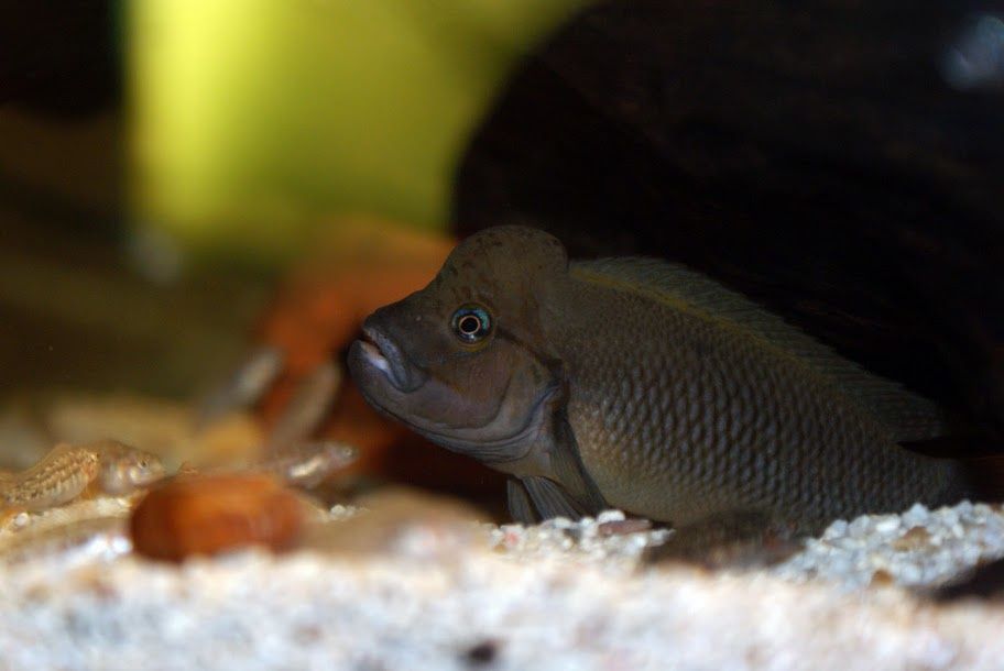 Telmatachxorimis burgeoni big head