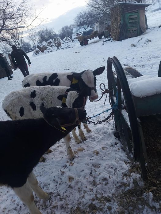 Vând 3 tăurași. .