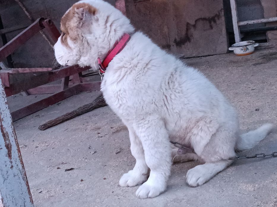 Төбет 3 жасар  САО