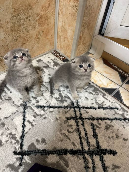 Продаётся котята скотиш фолд