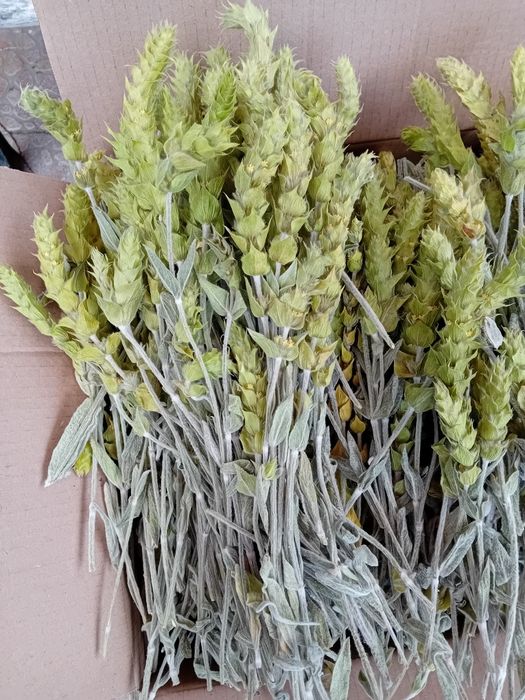 Био  мурсалски чай от  производител