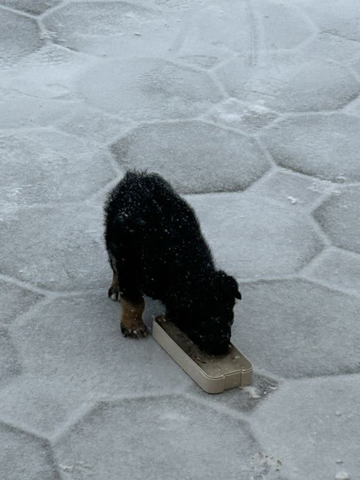 Күшік 1,5 айлық тамақ ішеді