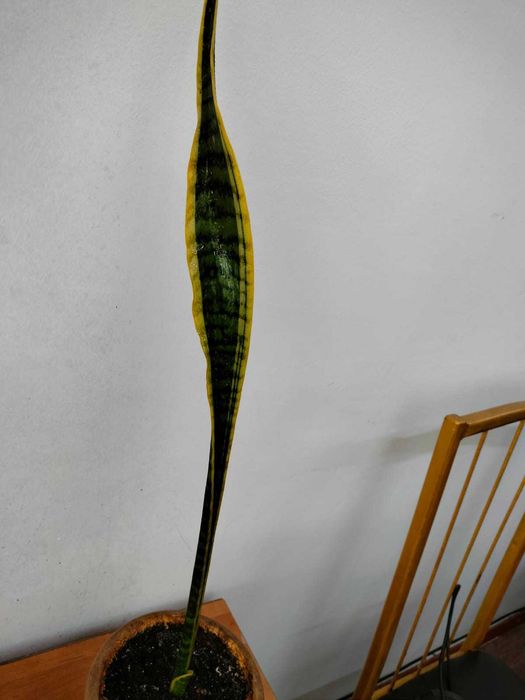 Продам цветочки в горшках