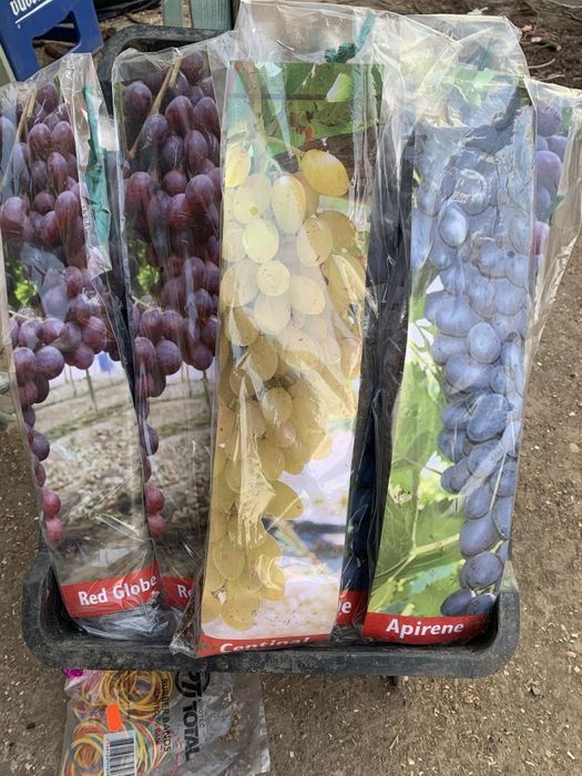 Pomi si vita de vie ambalata pe comanda