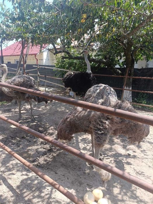 Oua de strut  proaspete