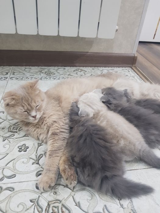 котята хайленд фолд