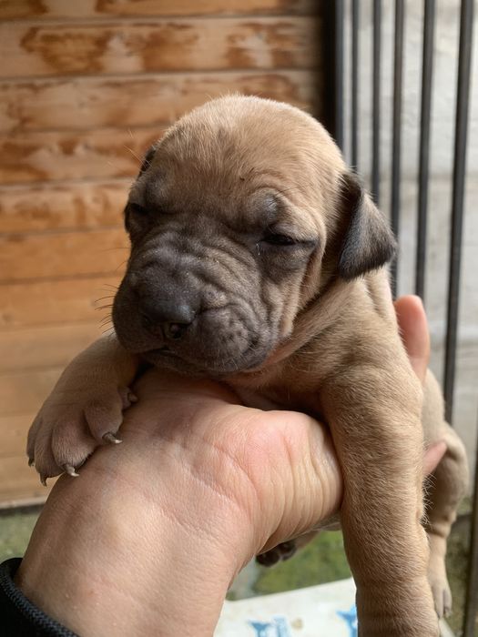 Питбультерьер с родословной