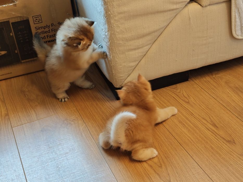 Котенца Британчета