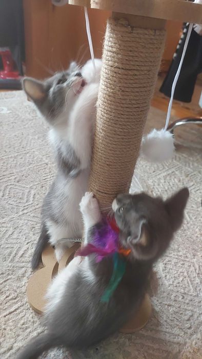 Очаровательные домашние котята