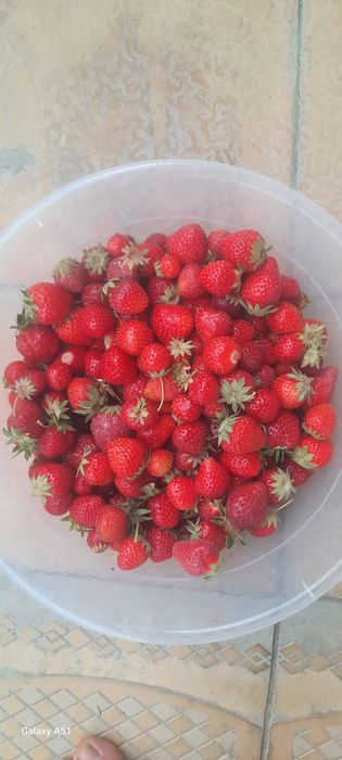 Koreyskiy bettabery yangi avlod kochatlari sotiladi