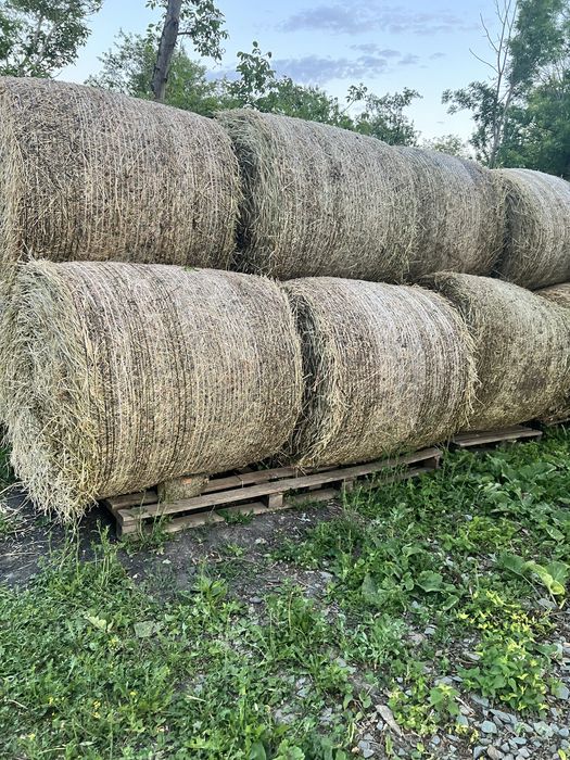 Baloți lucernă.