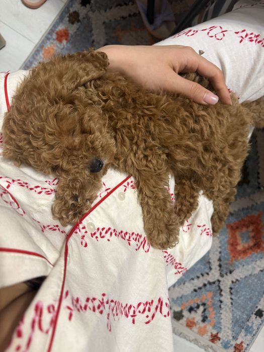 мальтипу проадется