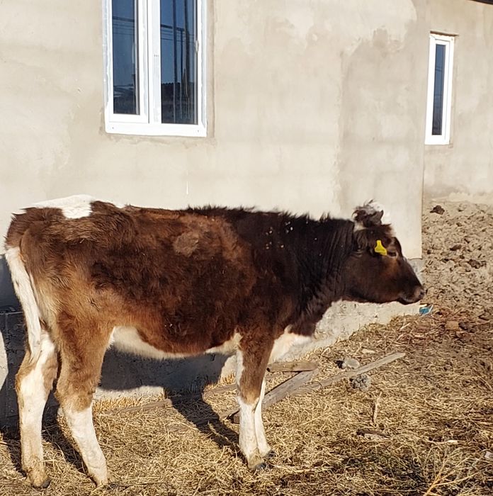 Продам стельную тёлку