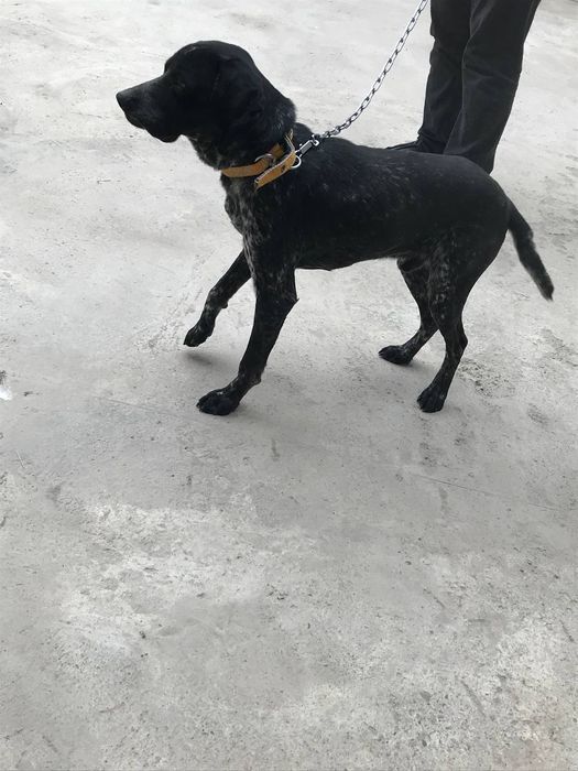 собака  пародия кличка рекис