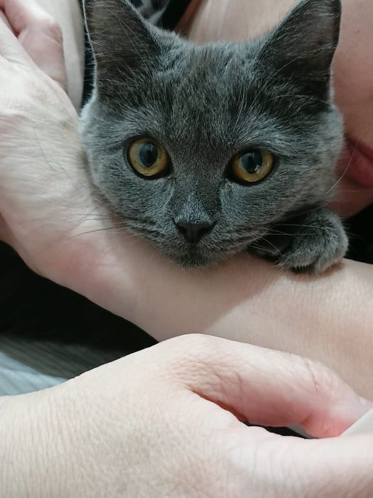 Отдам кошку в добрые руки