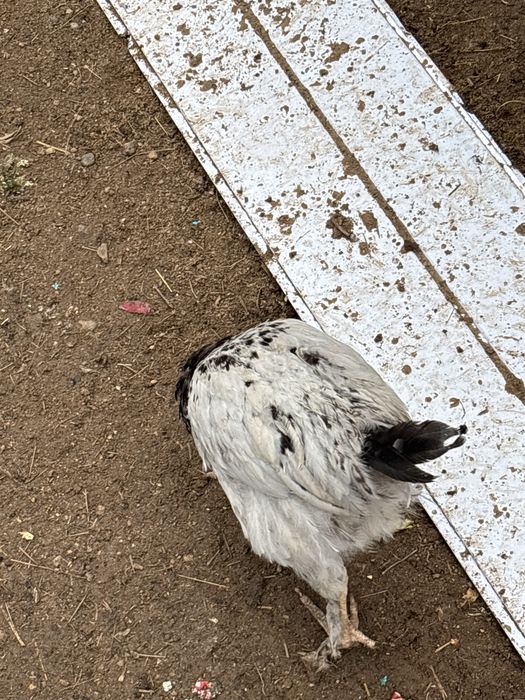 Циплята подрошие 3месеца