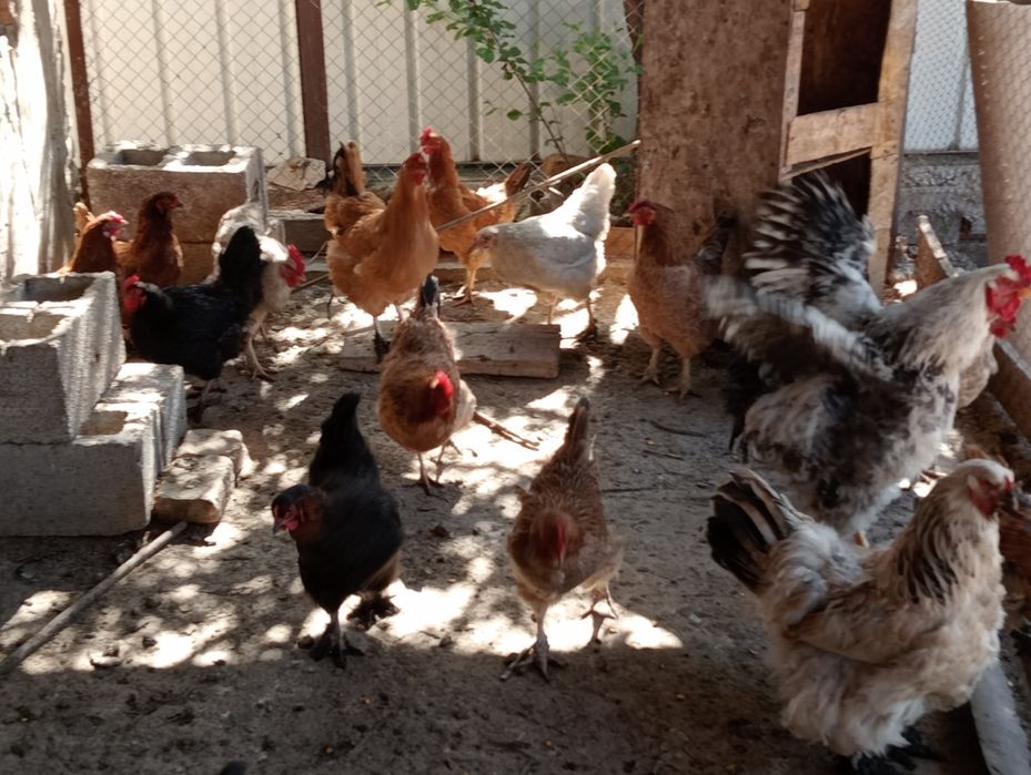Продаю домашние курицы