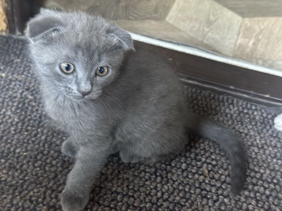 Отдам котят в хорошие руки