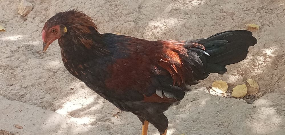 Soģlom tovuq.xòroz.jojalar sotiladi