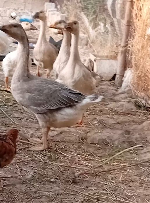 Gʻozlar.  Sotiladi Xamasi sogʻlom