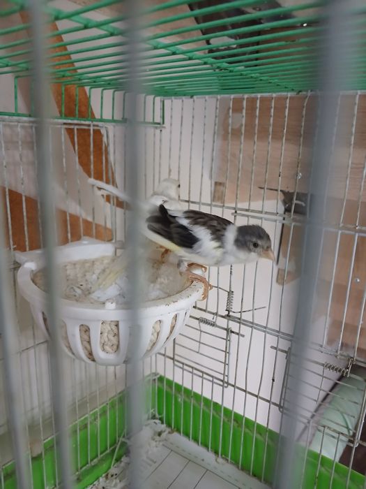 Канарейка 1 жуфт ва 1 дона