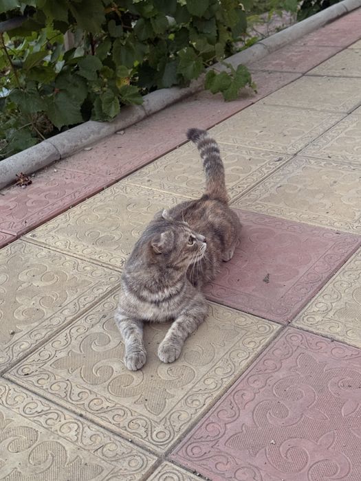 Кошка 1 год Отдам в добрые руки