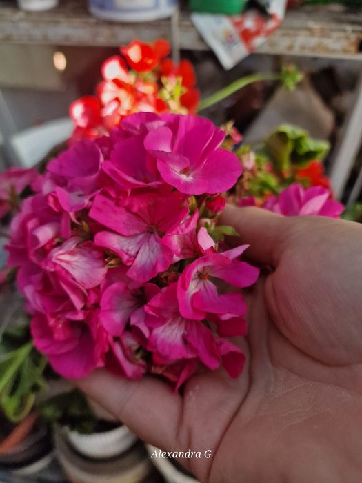 Пеларгония срезом