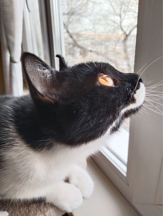 Отдаю кошечку в хорошие руки