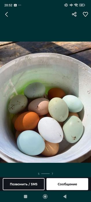 Нисушки куры продажа