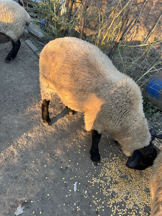 Berbecut suffolk de anul asta