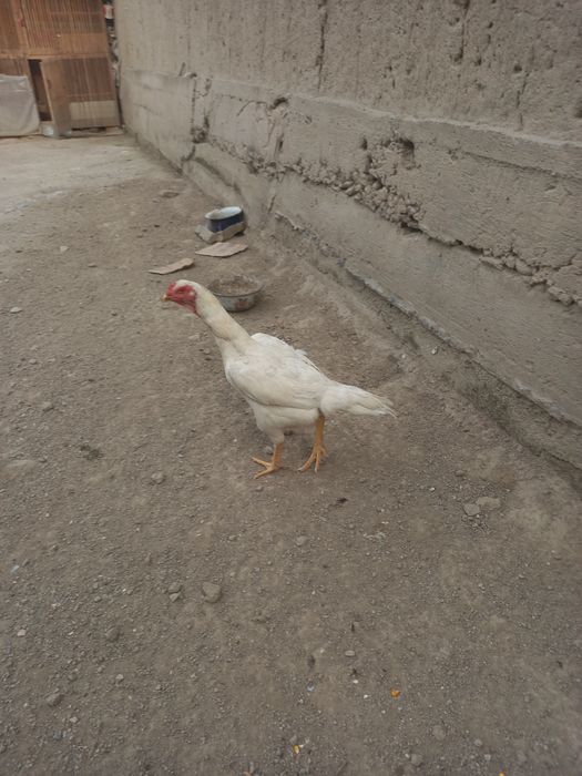 Oq toza moki 4.200vedi zoti kares tuxumda