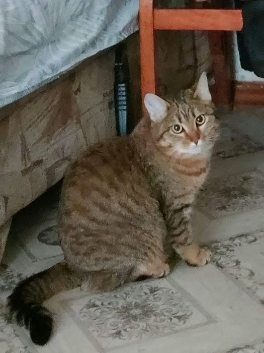 Котёнок, подросток дарим