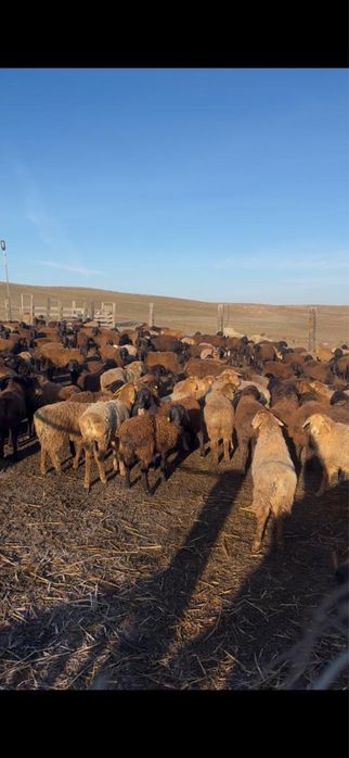 СРОЧНО!Тұсақ қой сатылады 10-15 бас жақсы, семіз