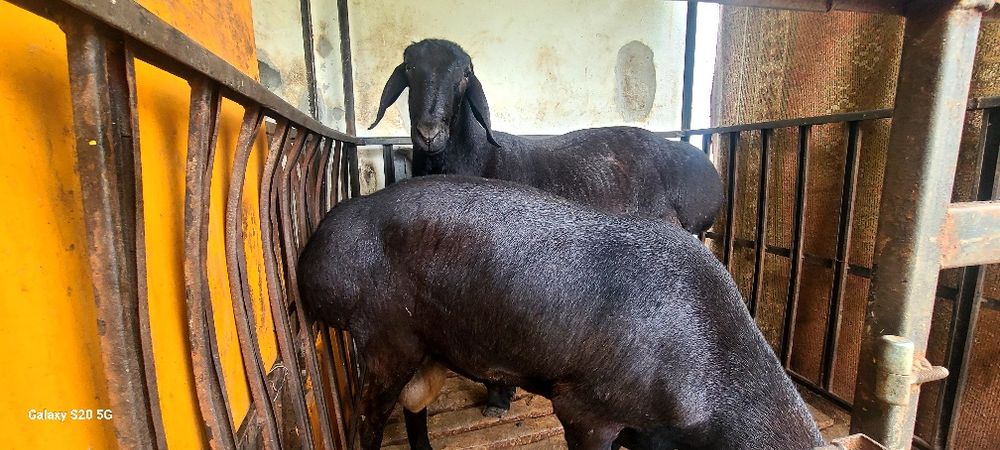 Qo'ylar sotiladi qurbonlik uchun xayitgacha boqibxam beriladi