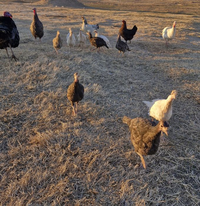 Kurka jujalari sotiladi 3 oylik