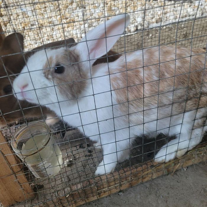 Кролики мальчик и девочка