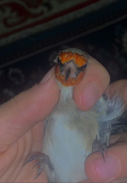 На продажу есть щеглы толка цамес у нас
