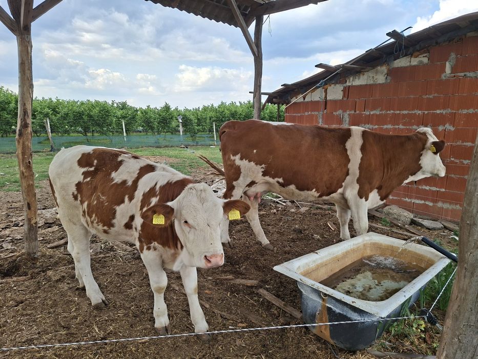 Vaca si vitei de vanzare