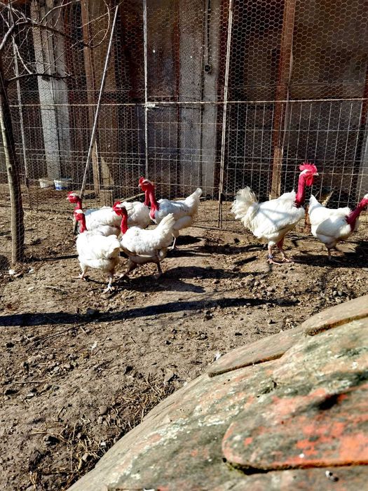 Oua Gat Golas de Transilvania