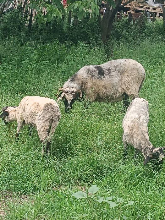 Vand miei greutate 26-37 kg iezi și vătui castrați