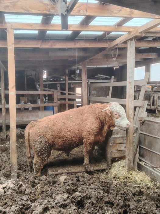 Продам быков на племя.