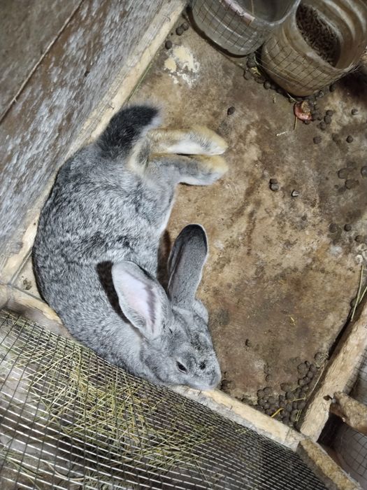 Quyonla sotiladi srochna