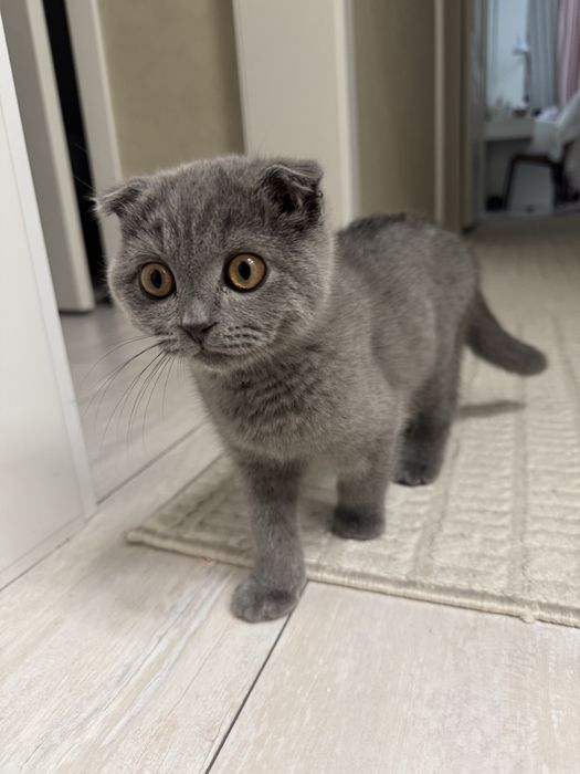 Шотландский вислоухий котенок
