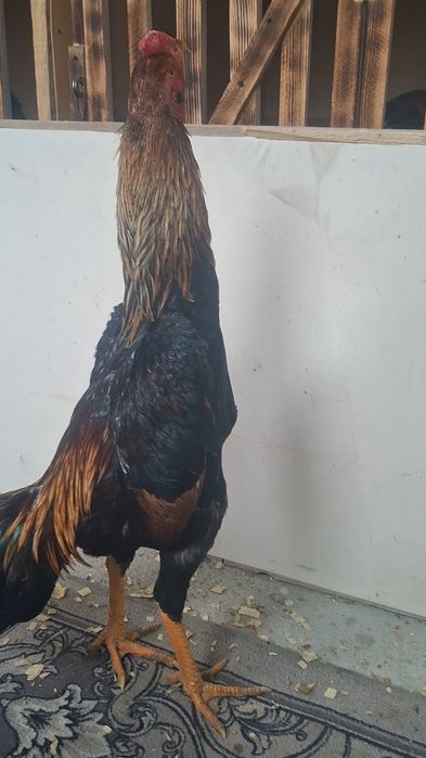 Қаны таза зат сатылады