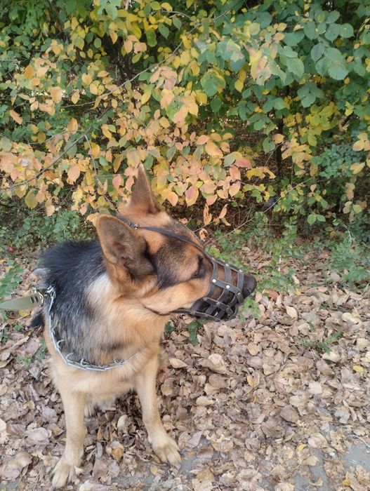 Животные вязка собак