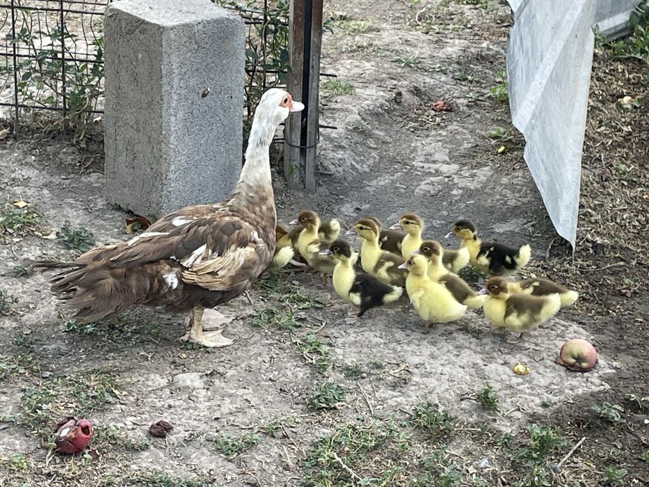Продаются утка с утятами